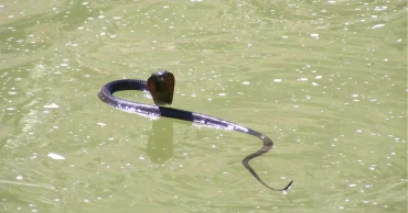 How to Stay Safe from Snakes During and After Flood