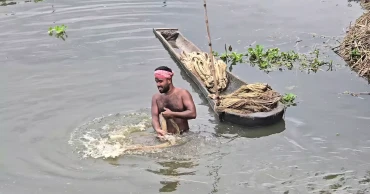 Golden fibre glows again; Faridpur fields promise Tk 2,000cr harvest