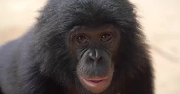 Rare Congo sanctuary protects orphan bonobos from poaching threat