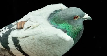Study suggests pigeons may use their liver to find their way home