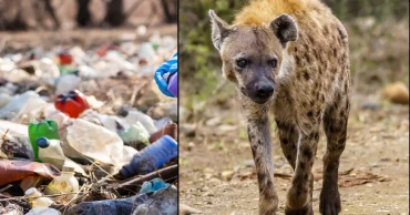 Hyenas quietly helping clean Ethiopian city by processing thousands of tonnes of waste