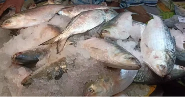 Hilsa being exported upon “special request” from India for Durga Puja: Fisheries Adviser
