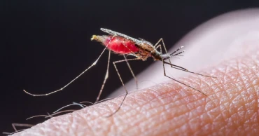 Scientists propose drug-treated bed nets to combat malaria