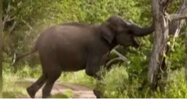 Wild elephant electrocuted in Teknaf