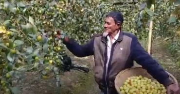 Jujube cultivation brings new prosperity to Cumilla’s Shikarpur village