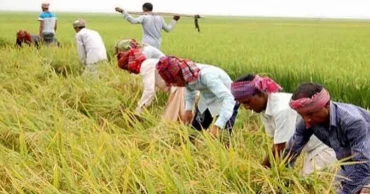 Farmers busy in harvesting paddy in Naogaon