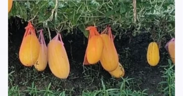 Off-season watermelon farming brings bumper gains to Narail farmers