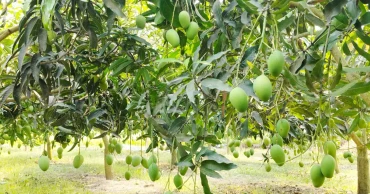 Naogaon to commence its mango season with ‘Guti’ variety from May 22