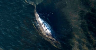 Germany’s stranded humpback whale likely survived only days after failed rescue attempt