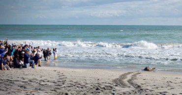Three-flippered sea turtle Pyari released in Florida, now tracked by satellite