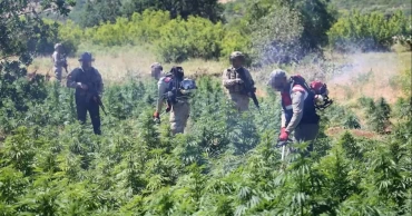 Over 217,608 cannabis plants destroyed in southeastern Türkiye anti-drug drive