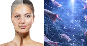 Scientists discover proteins that could help fight cancer, slow aging