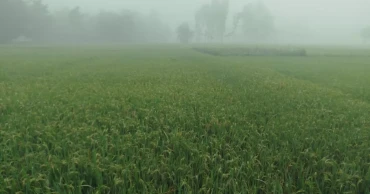 Dense fog blankets Lalmonirhat as signs of winter emerge