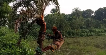 Target set to collect 3,000 mts molasses from date palm trees in Chuadanga