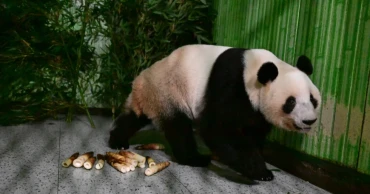 Japan's last pair of pandas have arrived back in China