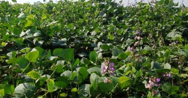 Bean cultivation transforms farmers' fortunes as it gains momentum in Lalmonirhat