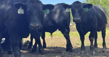 Australia to ease restrictions on US beef imports, hailed by Trump as major trade win