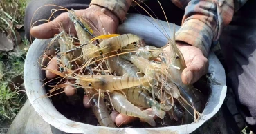Student-led shrimp farming sparks rural aquaculture boom in Naogaon