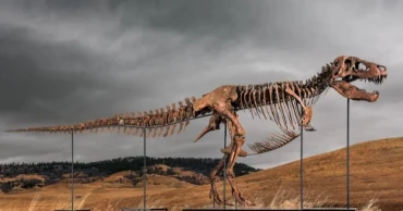 67-million-year-old T. rex fossil sells for record $50.1 million at auction