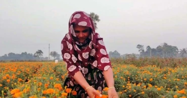 Jashore’s Gadkhali blooms with hope; flower business may cross Tk 400 crore 