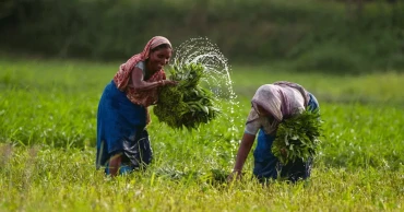 FAO supports Bangladesh in strengthening investment  in crop sector