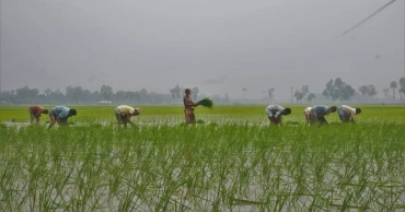 TSP fertiliser shortage worries  northern farmers; officials point to excessive use