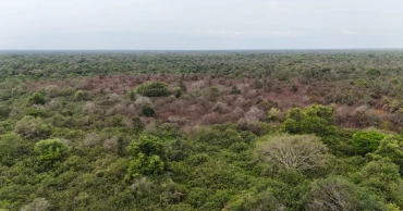 Rain arrives to completely douse Sundarbans fire at last