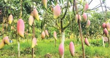 Can exotic mangoes rewrite the future of Bangladesh’s coastal farming?