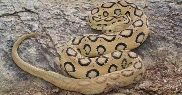 Russell's Viper: Myths, Facts, and Everything You Need to Know