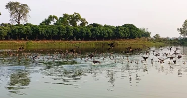 Large influx of migratory birds enhances scenic charm of Ramrai Dighi in Thakurgaon