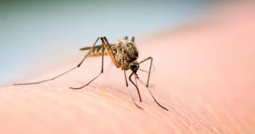 Dengue: Death toll hits 200 this year