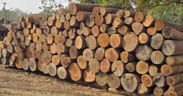 Timber worth Tk 10 lakh seized in Khagrachari