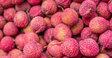 High temperature, lack of rain threaten lucrative litchi production in Magura