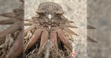 Ancient ‘cyclops-like’ creature may hold key to origin of human eyes, study finds