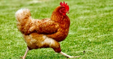 Man arrested over stealing ex-girlfriend’s chicken, sparks online buzz