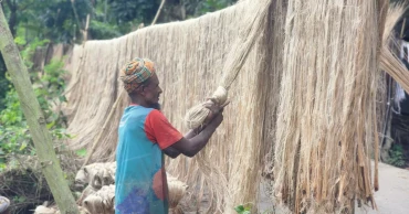 Jute prices fall, Narail farmers fear losses