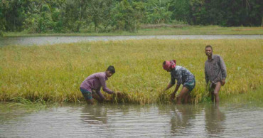 Boro crops inundated in Sunamganj as dam collapses