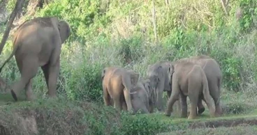 Sherpur man killed in wild elephant attack