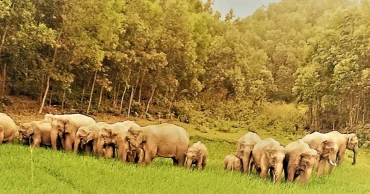 More elephants, less habitat: Sherpur’s growing human-elephant conflict
