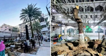 Outrage in Sylhet after date palm trees cut down at Shahjalal's shrine