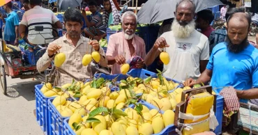 Katimon keeps Naogaon mango market brisk in off-season