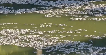 Millions of dead fish wash up amid heat wave in Australia