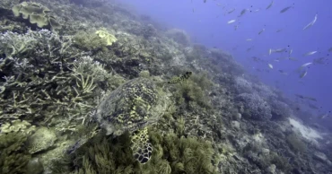 Nations reach accord to protect marine life on high seas