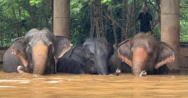 Flooding from seasonal rains threatens residents in northern Thailand, including elephants