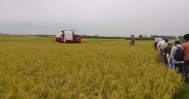 Fuel shortage, rains hit Boro harvest in Habiganj haors; paddy prices plunge
