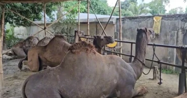 Desert giants draw crowds at Benapole ahead of Eid-ul-Azha