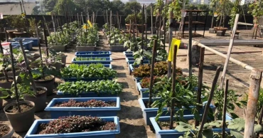 Urban Agriculture: Top 10 Monsoon Vegetables to Grow in Bangladesh