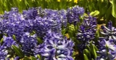 Want your garden to smell as amazing as it looks? These flowers can help
