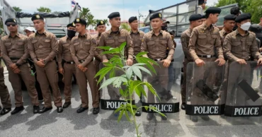 Thailand to tighten cannabis rules amid rise in smuggling
