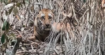 Tigress trapped in poachers’ snare in Sundarbans rescued